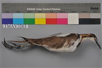 藏品(水雉)的圖片